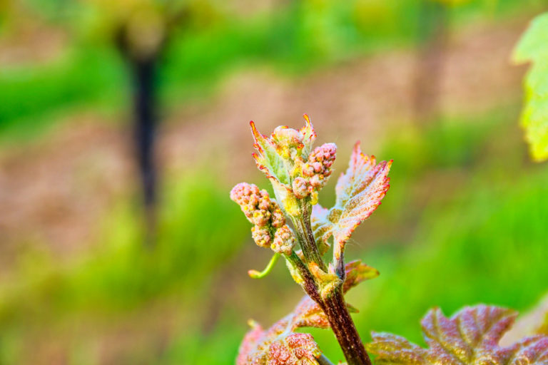Come See Bud Break and enjoy a beautiful spring in the Walla Walla Valley