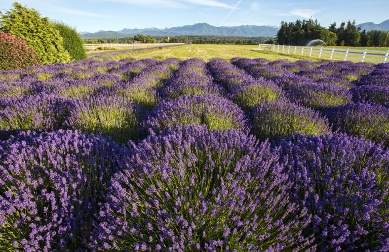 Blue Mountain Lavender Farm