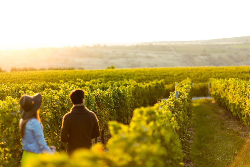 Walla Walla Wineries, photo of a couple standing in a rolling vineyard in Washington wine country