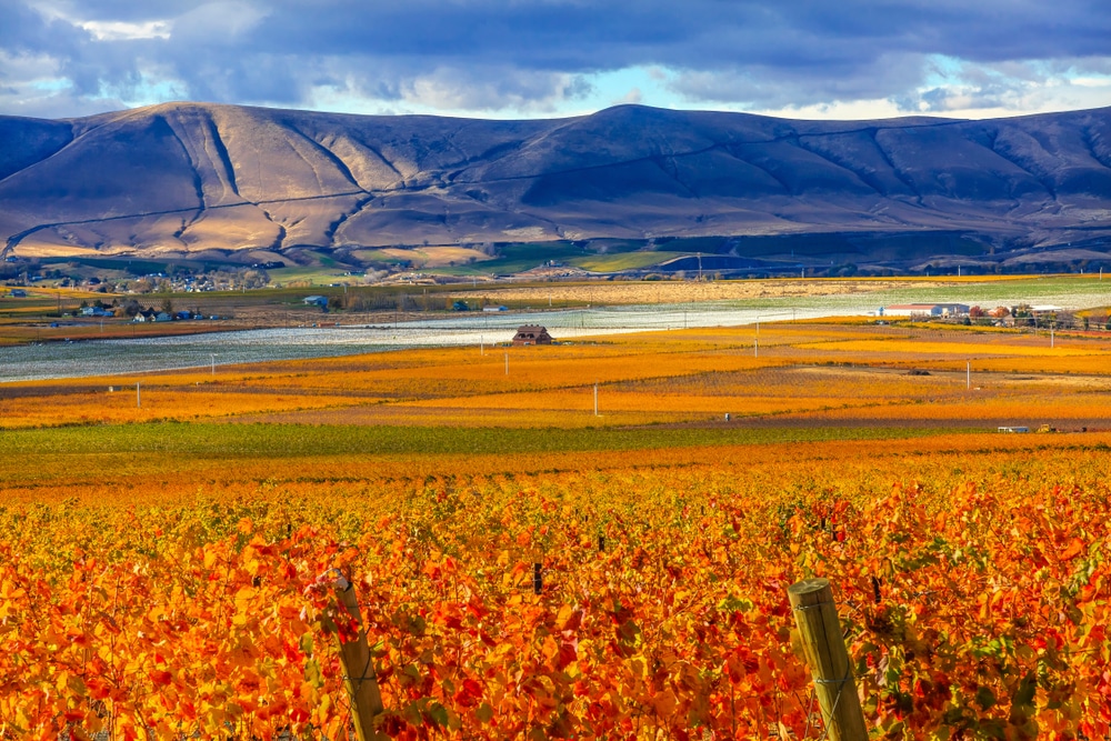 Wineries in Walla Walla for fall release weekend, photo of the vines in orange hues for fall